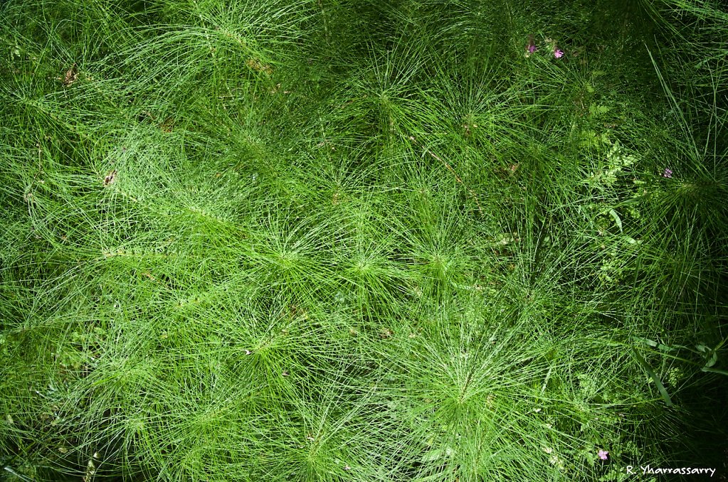 L1040504.jpg